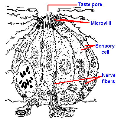 Structure of a taste papilla