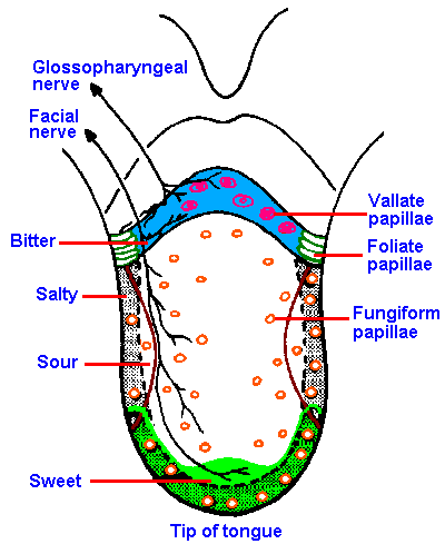 Distribution of receptor types and sensitivity on the tongue