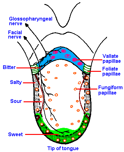 taste bud distribution