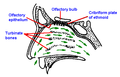 Vestibular anatomy