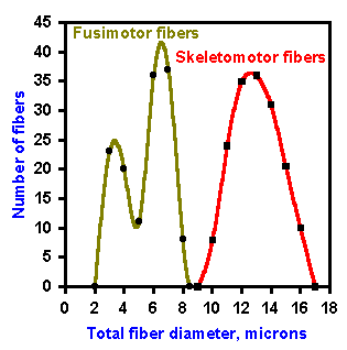 Efferent fiber spectrum