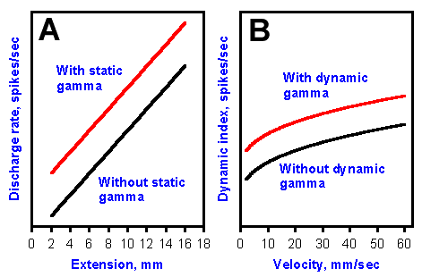 Fusimotor effects