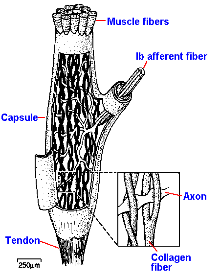 Golgi tendon organ structure