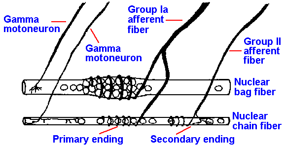 Chapter 11 Muscle Receptors