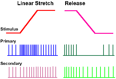 Responses of spindle fibers to stretch