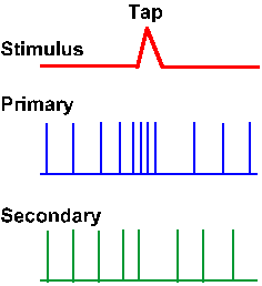 Response of spindle endings to tap