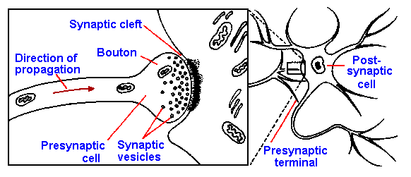 axodendritic synapse