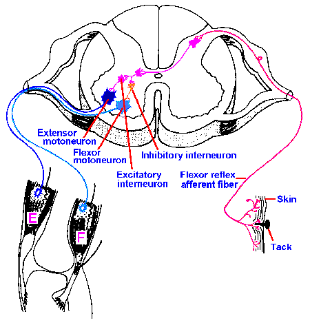 mammalian reflex arc