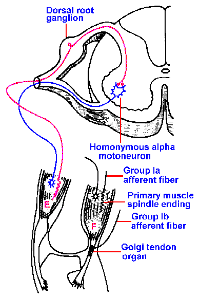 mammalian reflex arc