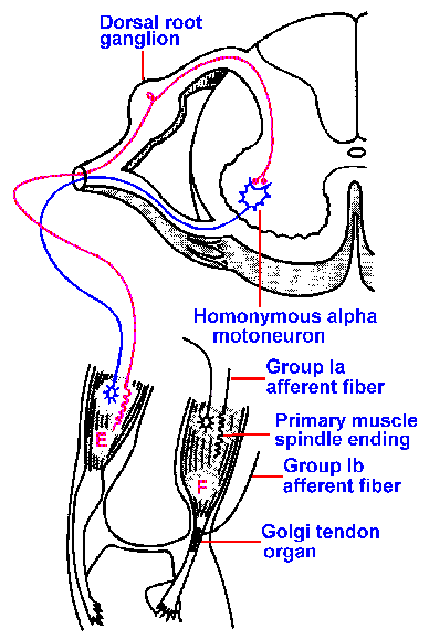 galvanic skin response neurology