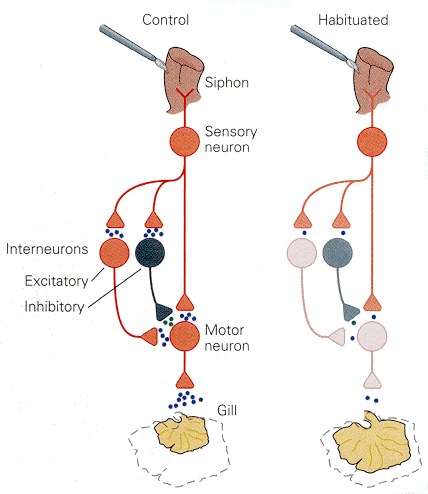 habituation.gif