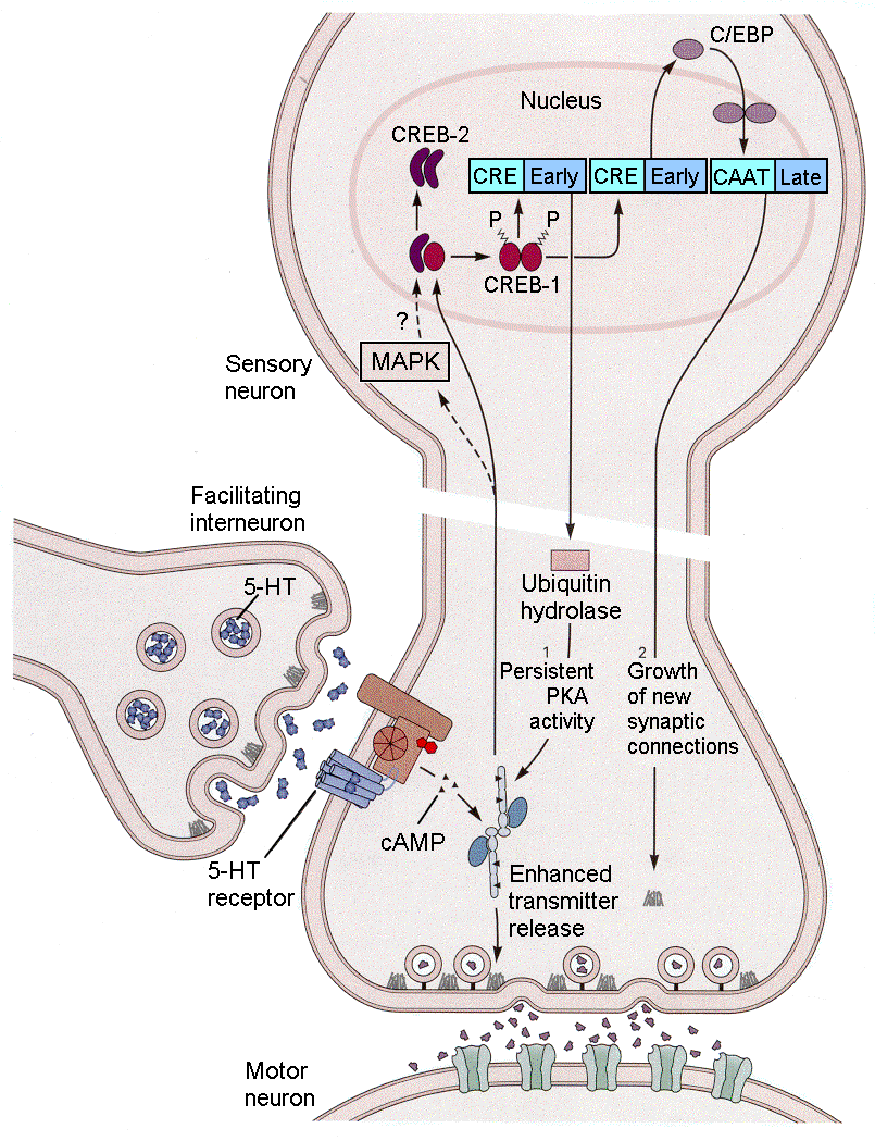 Protein Synthesis Definition