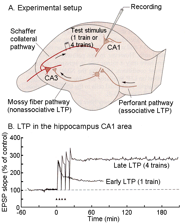 ltp6.gif