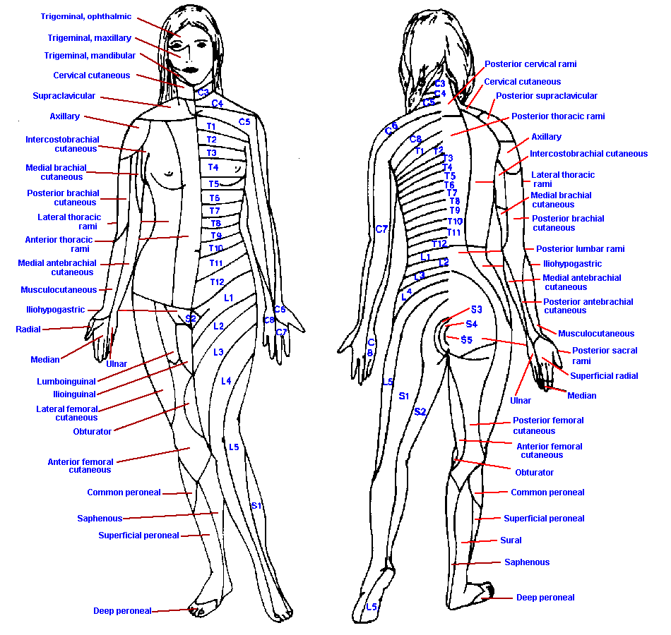 Cervical Myotomes