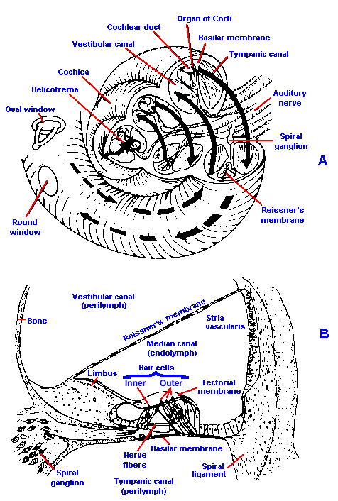 the cochlea