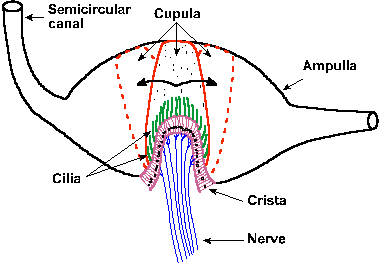 Semicircular Canals Movement
