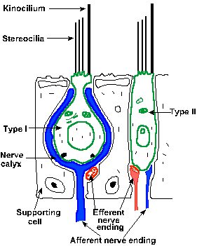 Hair cell structure