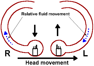 Leftward head rotation