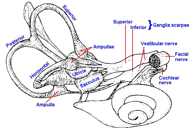 Vestibular anatomy