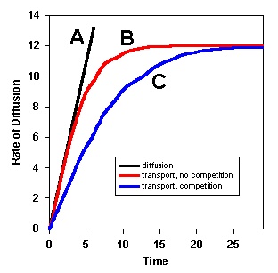 facilitated diffusion graph