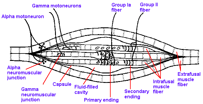 Spindle structure