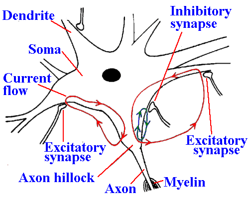 chemical synapse labeled