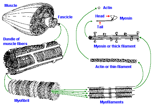 smooth muscle contraction animation