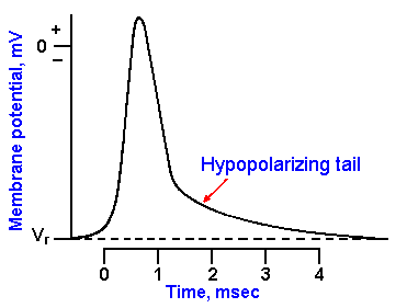 skeletal muscle action potential