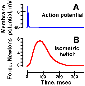 isometric vs isotonic contraction graph