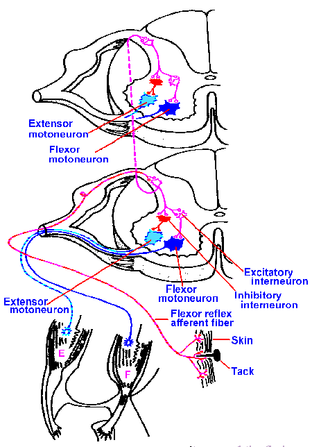 mechanism of reflex arc
