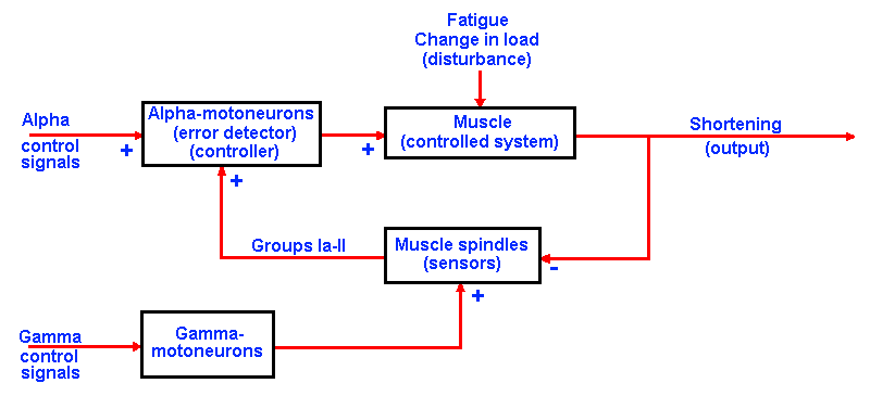Viscerosomatic Reflex Chart