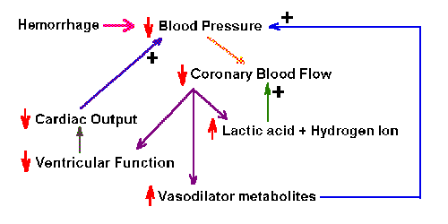 Blood Pressure Homeostasis Chart