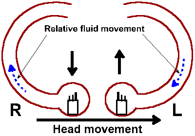 a part of hair are rotated on a horizontal angle and not vertical